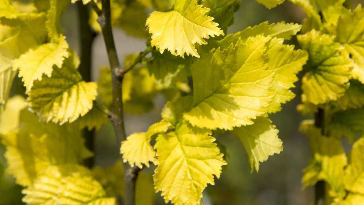 Goldulme Blätter an einem Baum