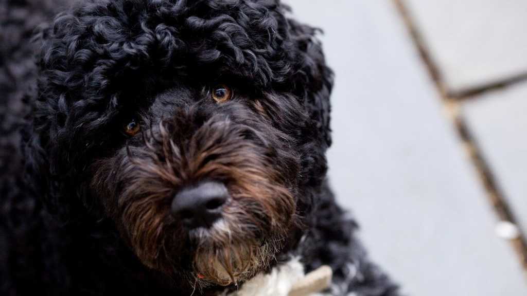 Der Portugiesische Wasserhund ist sehr intelligent. Da er wenig haart wird er zudem als hypoallergener Hund bezeichnet.