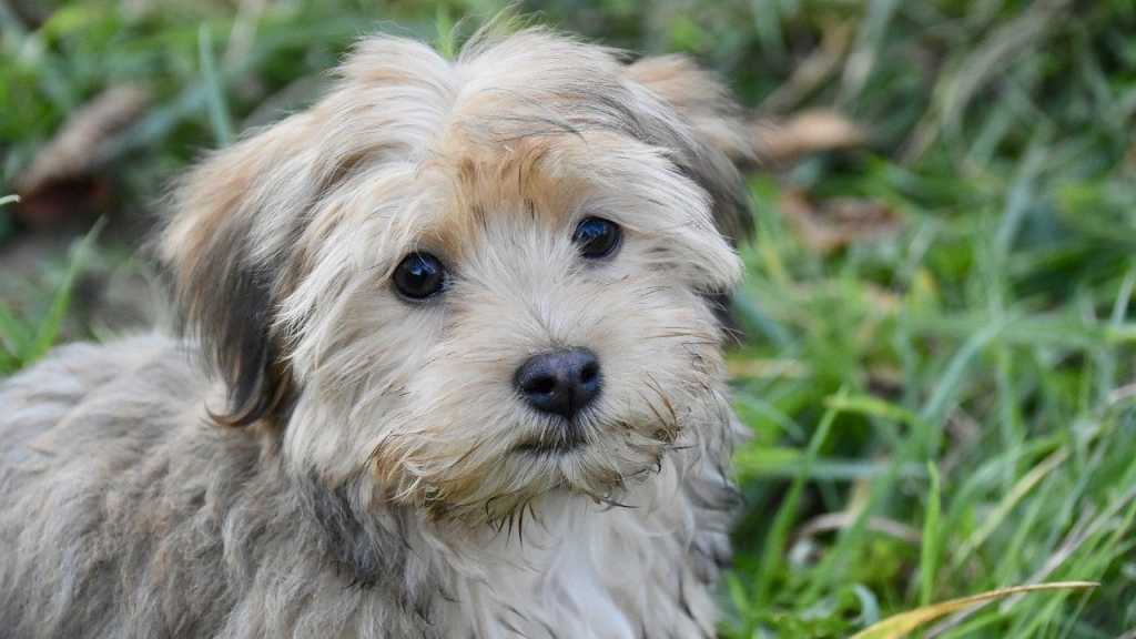 Der Havanese besitzt besondere Felleigenschaften, die ihn besonders verträglich für Allergiker macht.