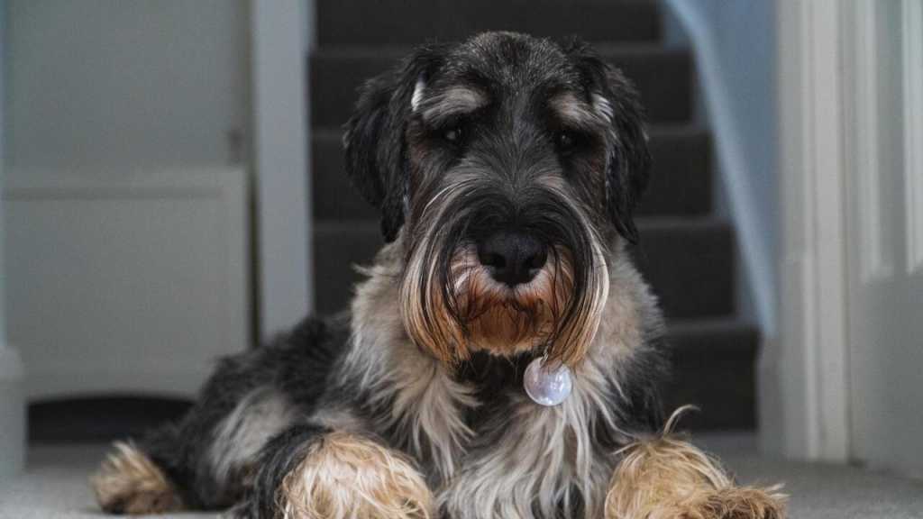 Da der Schnauzer besonders wenig haart und sabbert erfüllt er alle Voraussetzungen, die dein Hund braucht um geeignet zu sein.