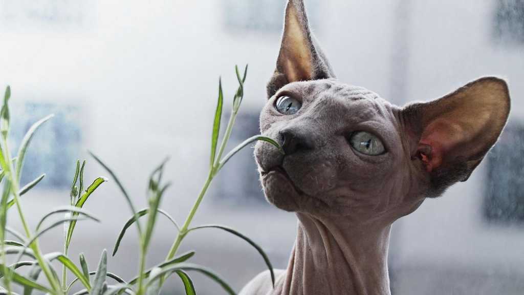 Haarlose Haustiere, wie auch die Sphynx Katze können die Proteine, die für eine Allergie verantwortlich sind, kaum an die Umgebung abgeben. Das macht sie besonders geeignet für Allergiker.