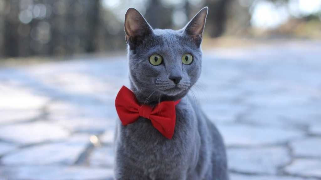 Die blaugraue Katze produziert nur sehr wenig von dem allergiebringendem Protein und kann ist daher besonders verträglich für Allergiker.