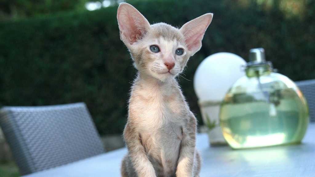 Diese Katze hat besonders große Ohren. Außerdem besitzt sie kein Unterfell, was sie zu einem sehr verträglichen Haustier macht.