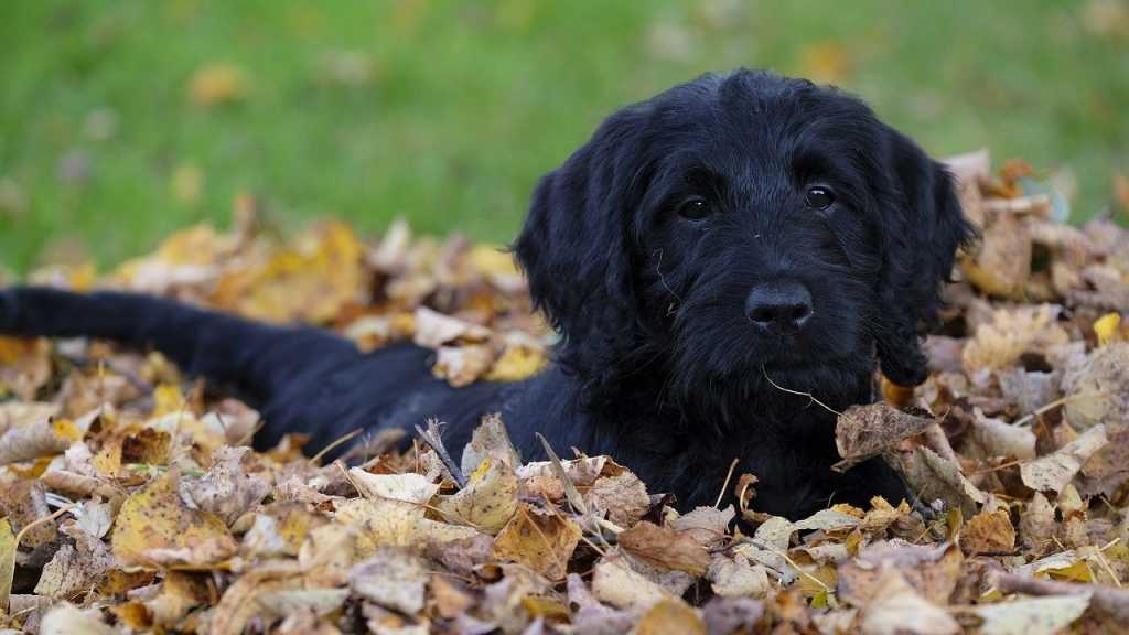 Der Labradoodle verliert nicht nur sehr wenig Fell, sondern gibt zudem noch sehr wenige Allergene an seine Umwelt ab.