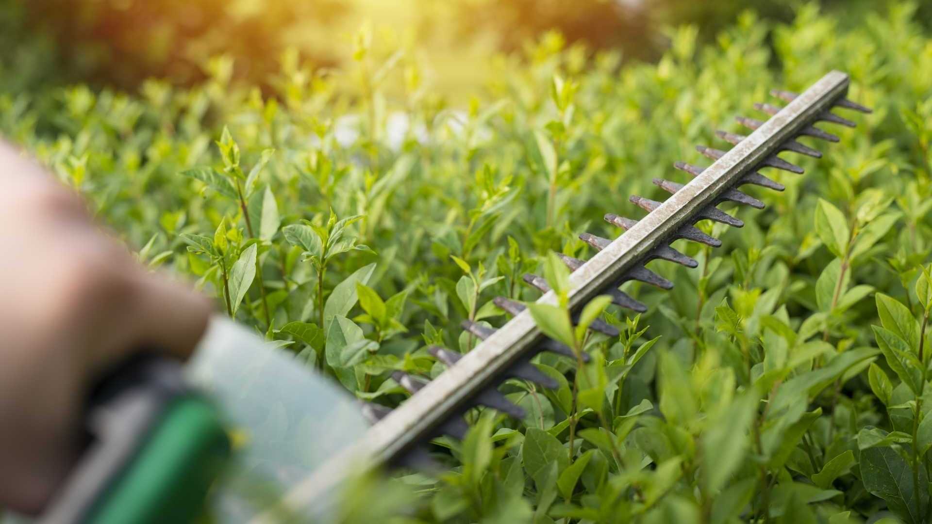 Hecke mit einer Heckenschere zurechtschneiden