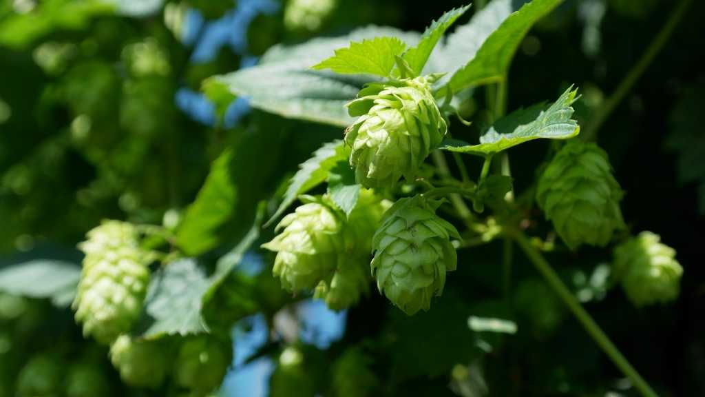 Die Kletterpflanze Hopfen als Heilpflanze.
