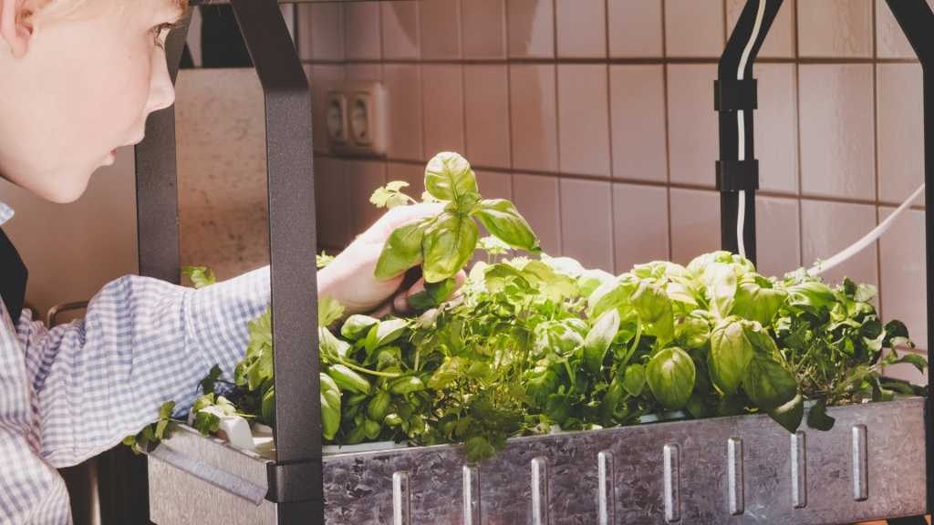 In einem hydroponischen System werden Pflanzen in Wasser statt in Erde angezogen. Hydroponik Systeme werden in Deutschland immer beliebter.