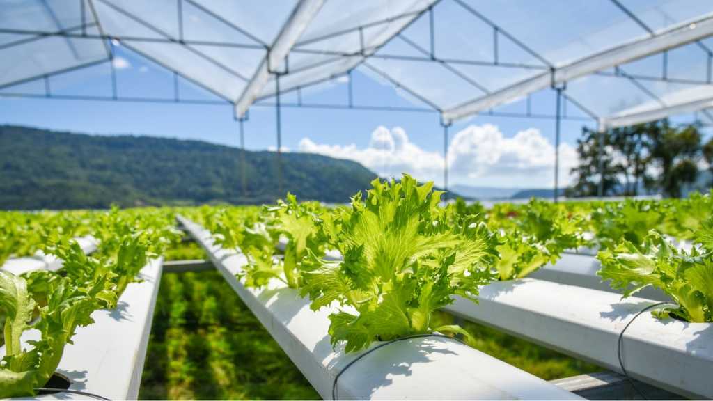 Weitläufiges Hydroponiksystem mit Salatpflanzen