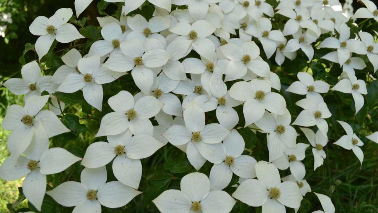 Japanischer Blumenhartriegel Strauch im Garten