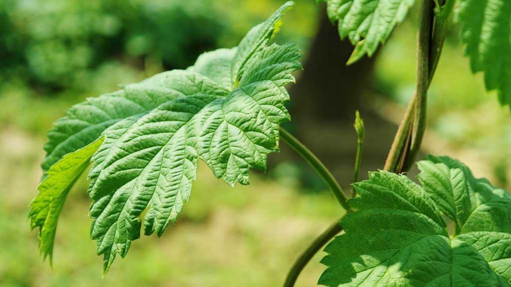 japanischer Hopfen