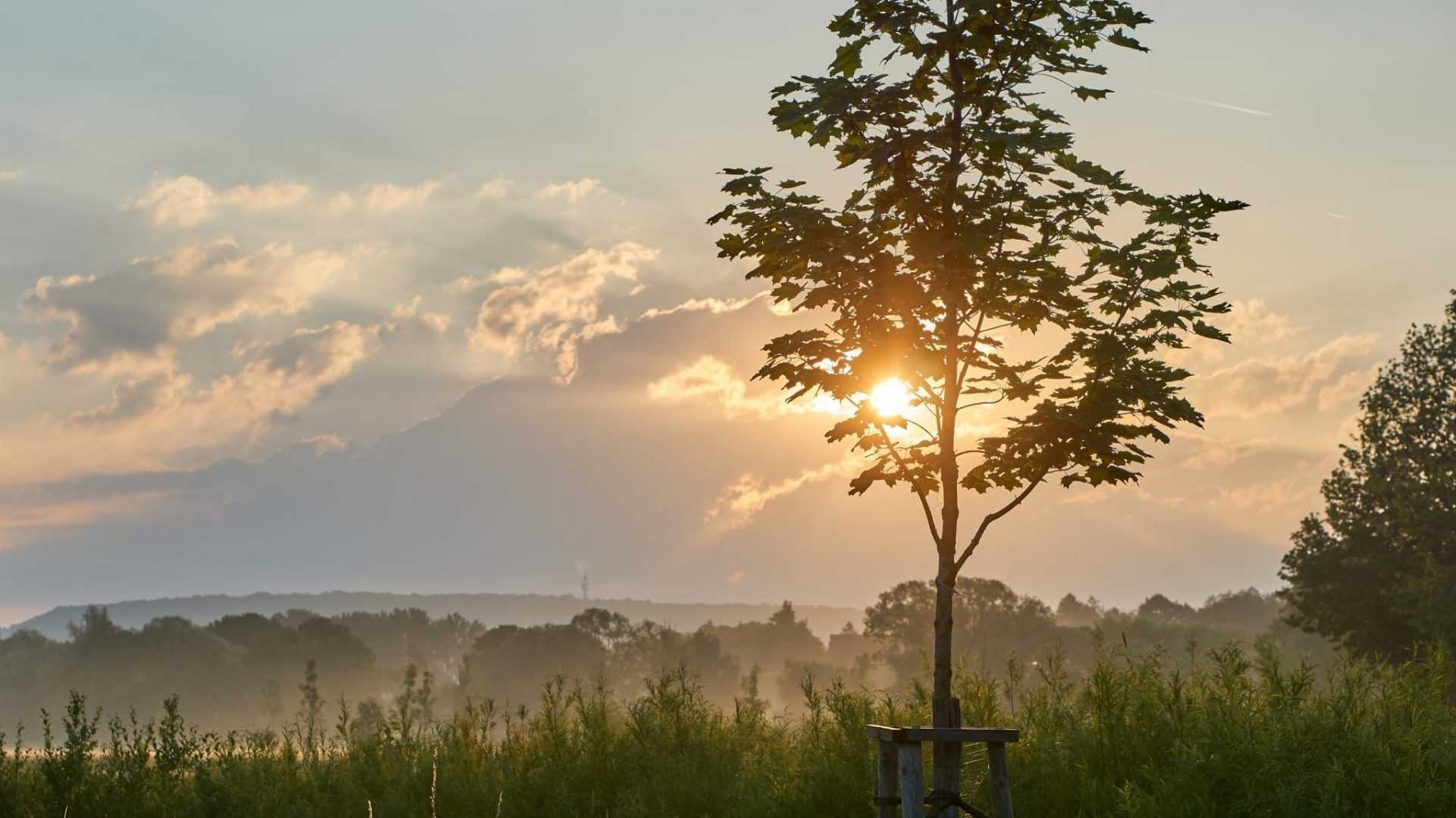 Baum mit Pfählen