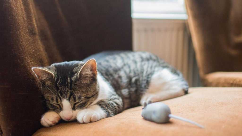 Wenn eine Katze tagsüber das Haus verlassen darf, kann es sein, dass sie ihrem Jagdtrieb nachgeht und ihre Beute mit Nachhause bringt. Da sie die Beute als Geschenk an dich betrachtet, solltest du dieses Verhalten nicht bestrafen.