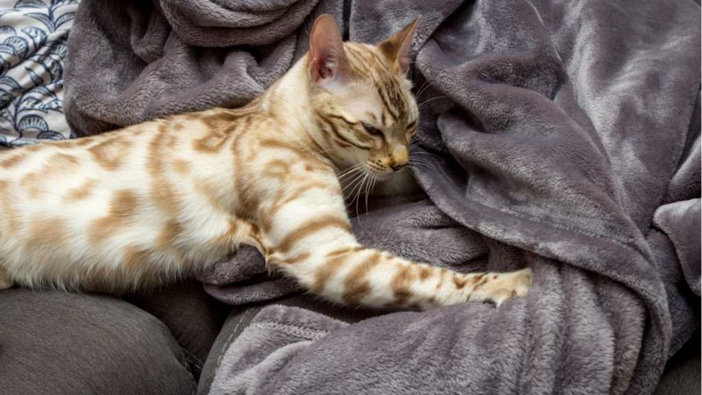 Das knetende Verhalten von Katzen führt auf ihre Zeit als Junge zurück und ist ein Zeichen von Zuneigung.