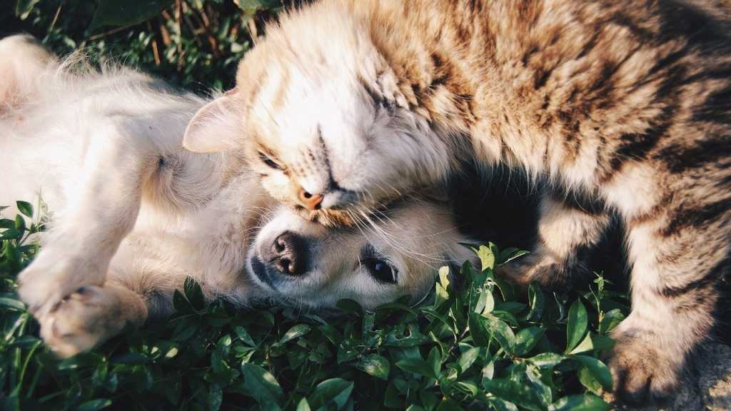 Wenn sich eine Katze zur Begrüßung an dir reibt oder dich mit ihrem Kopf stößt, drückt sie ihre Sympathie zu dir aus.