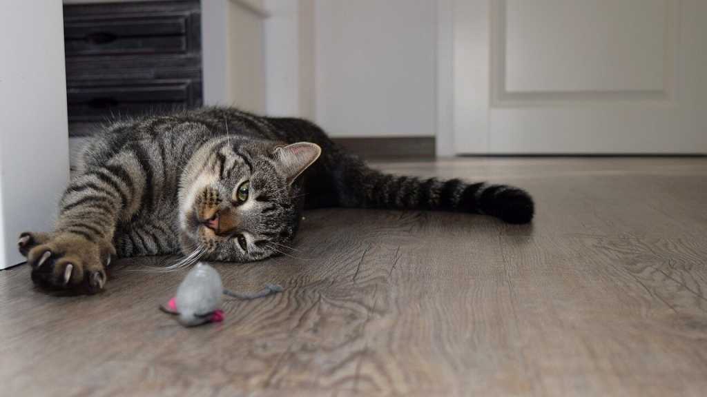 Ähnlich wie manche Menschen kompensieren Katzen ihren Stress oder ihre Nervosität, indem sie an ihren Krallen kauen.