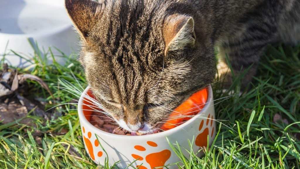 Möchte eine Katze, dass du ihr den Futternapf auffüllst, ist sie nicht unbedingt hungrig. Sie wünscht sich lediglich deine Zuneigung, die sie damit verbindet.