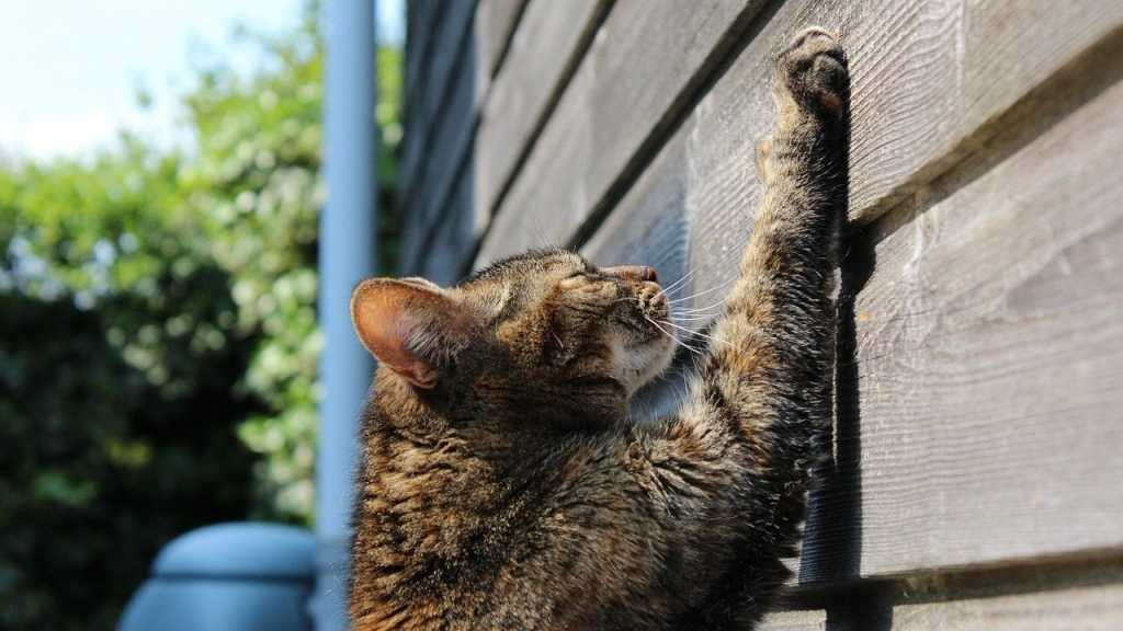 Indem Katzen an Möbeln kratzen werden sie nicht nur Energie los, sondern können gleichzeitig ihr Revier markieren und die Krallen stutzen.
