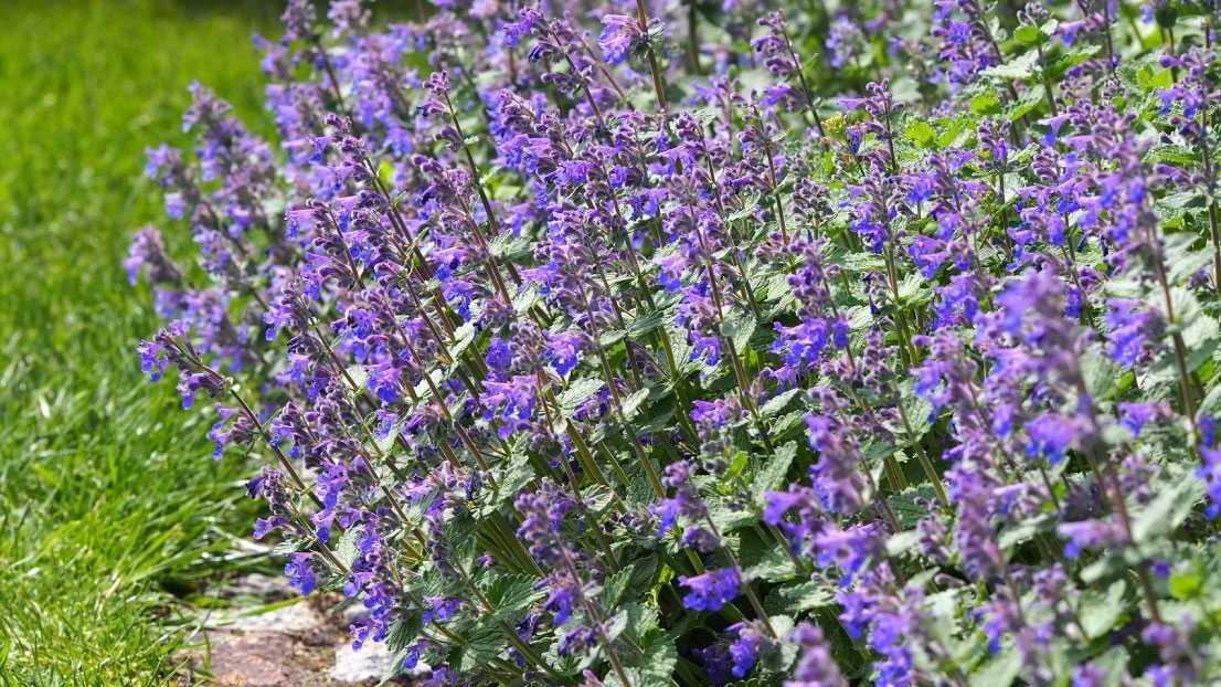 Katzenminze (Nepeta)