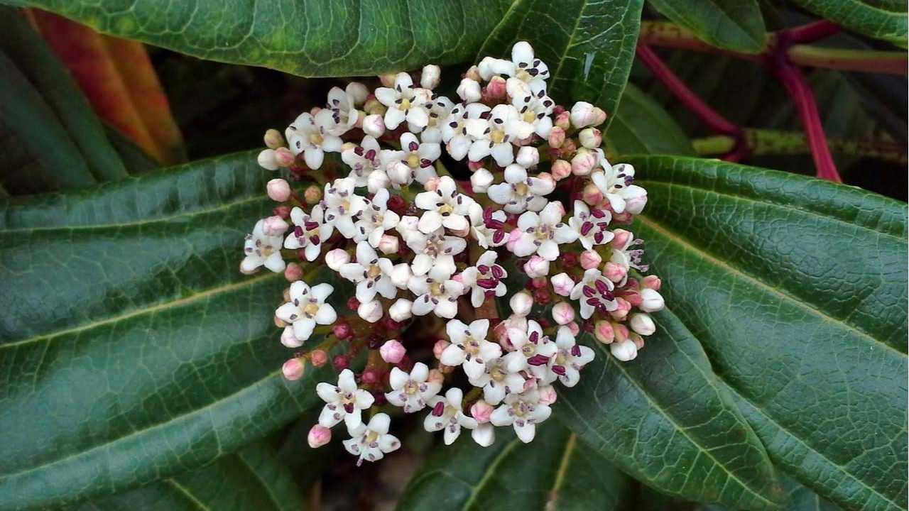 Kissenschneeball Strauch im Garten