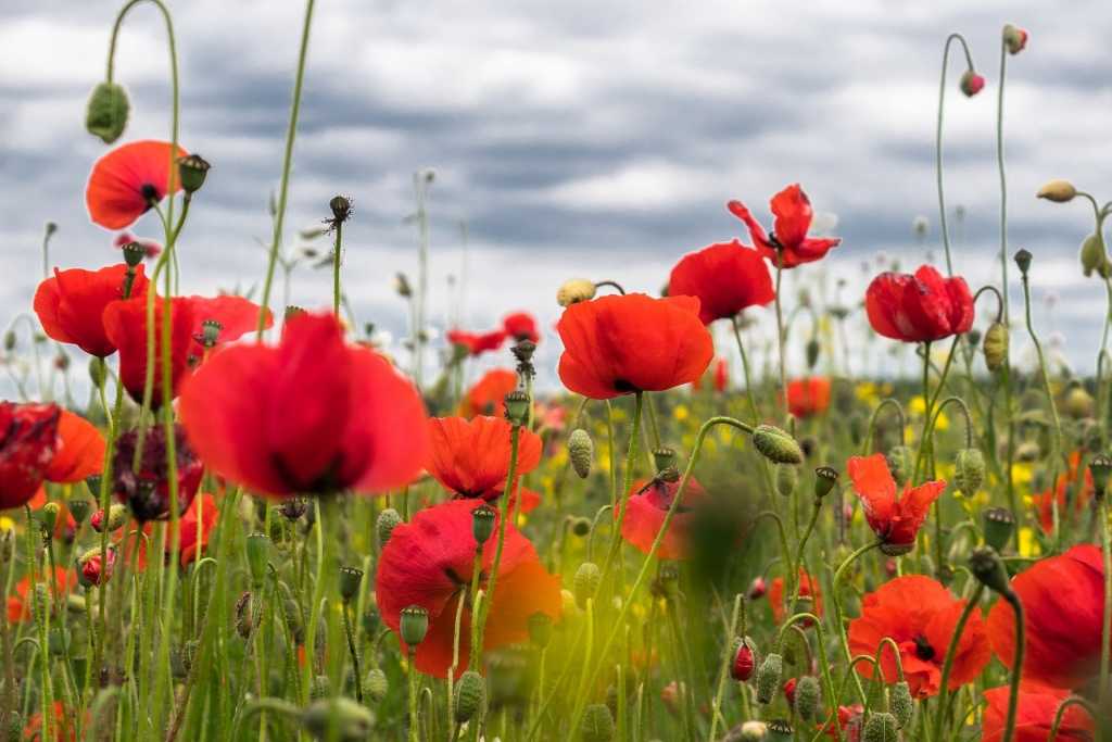 Klatschmohn