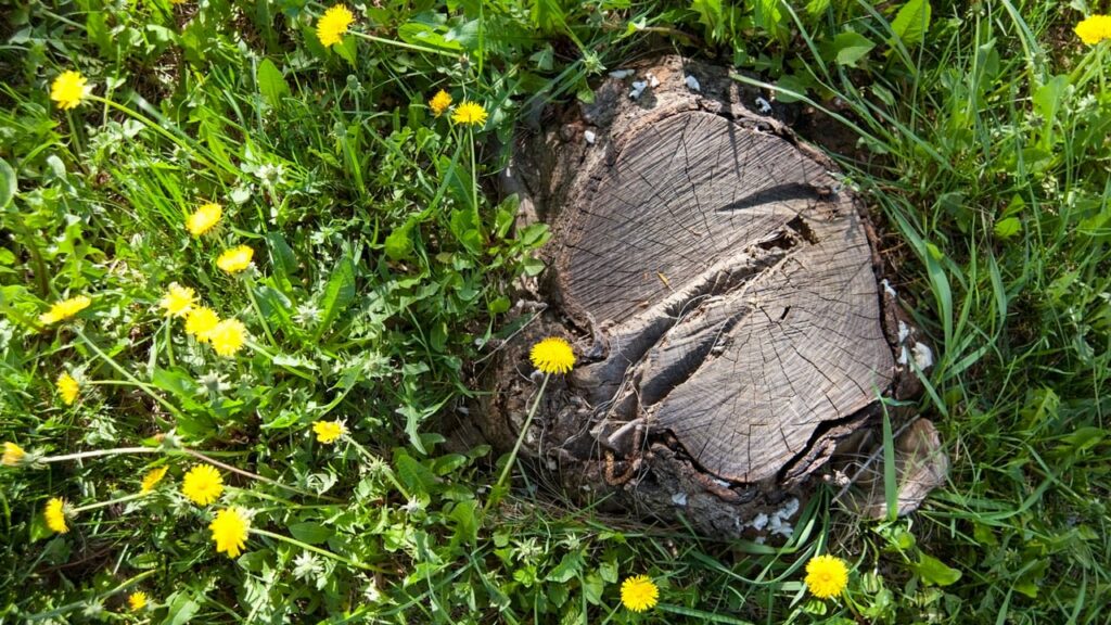 Baumstumpf mit Hand entfernen