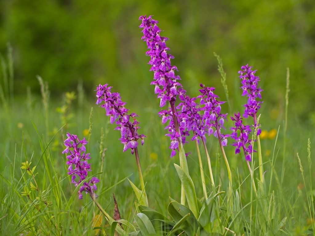 Die breitblättrige Knabenkraut-Orchidee, mit ihren hellrosa bis purpurroten Blättern, ist vom Aussterben bedroht und steht unter Naturschutz.