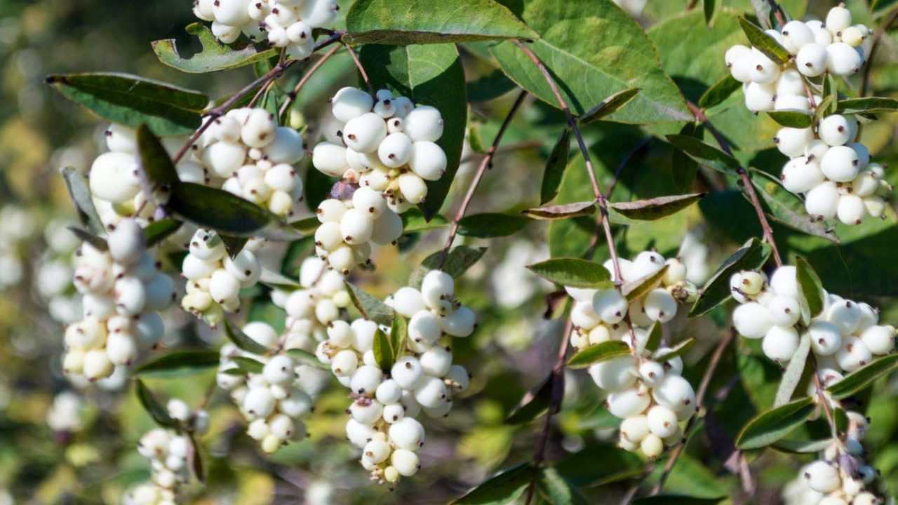 Knallerbsenstrauch im Garten