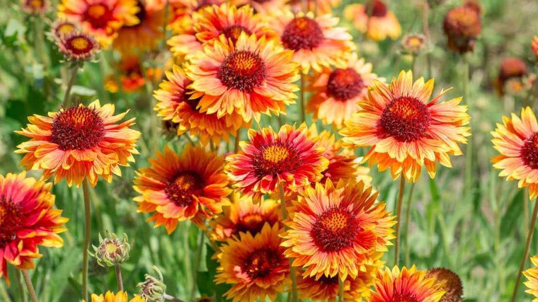 Kokardenblume (Gaillardia)