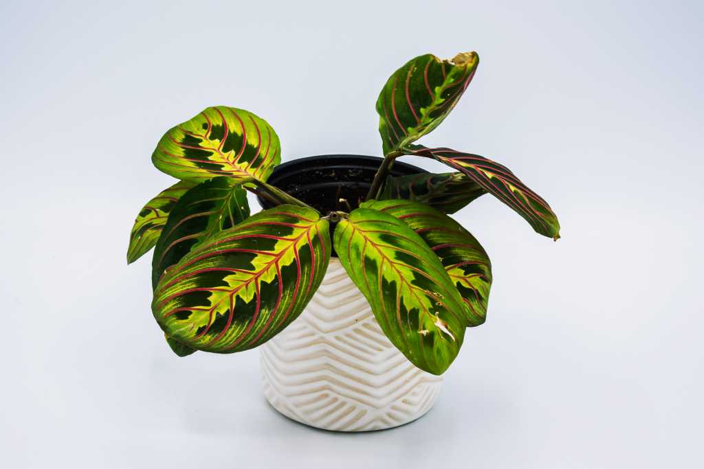 Pfeilwurz (Maranta)