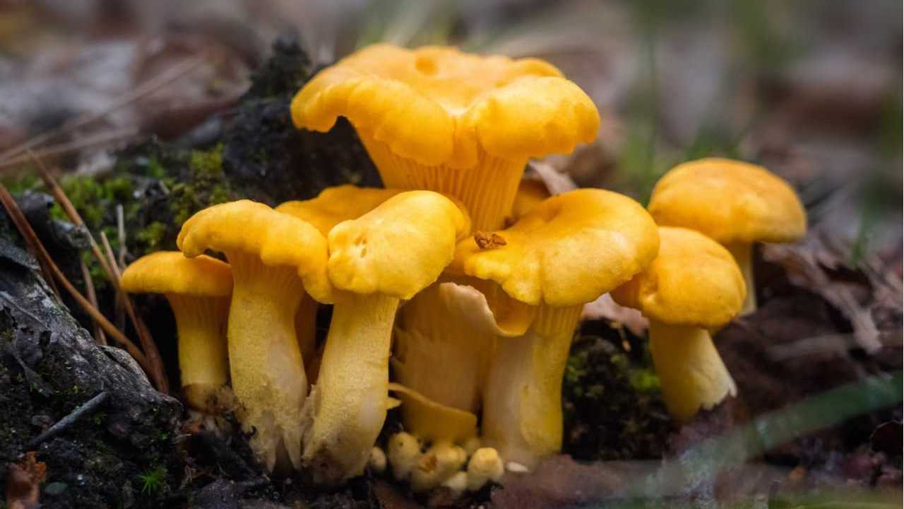 Pfifferlinge auf Blättern