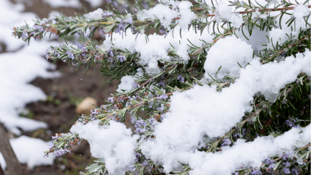 Rosmarin überwintern ist mit etwas Mühe gut möglich.
