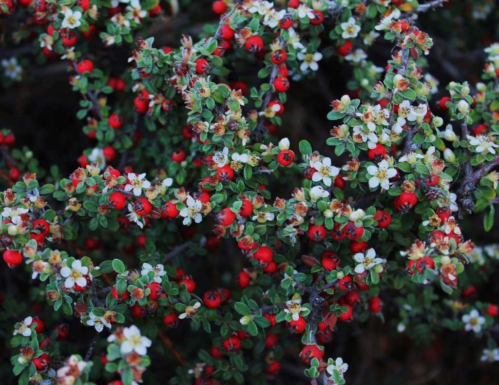 Roter Beerenstrauch mit Blüten