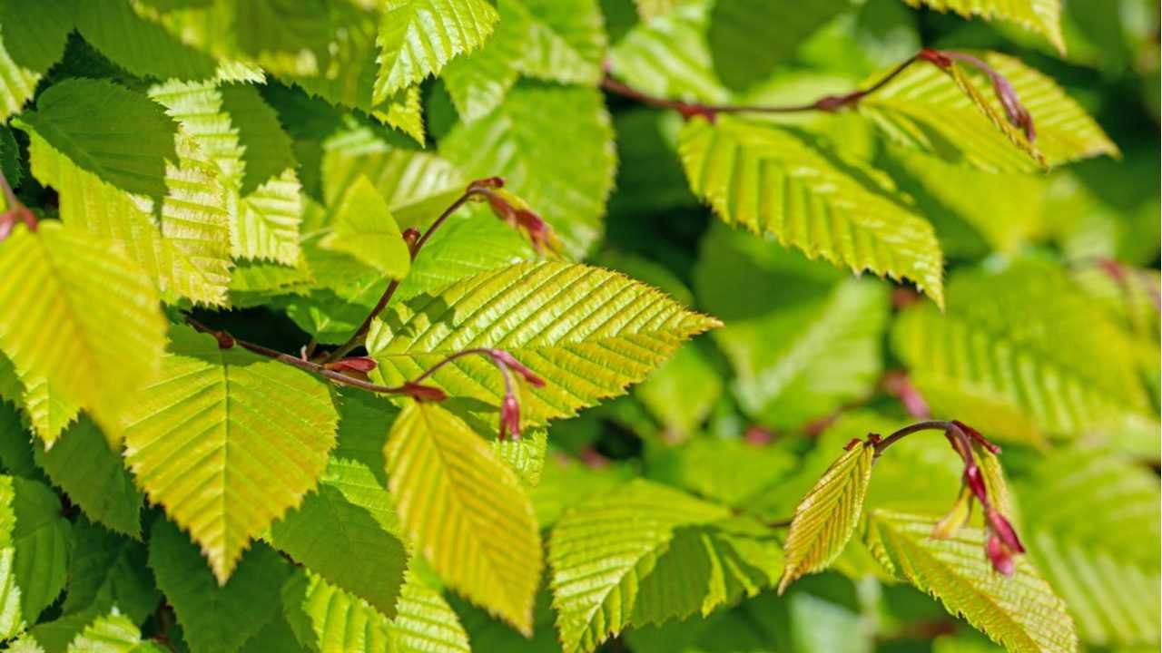 Säulen-Hainbuche Baum