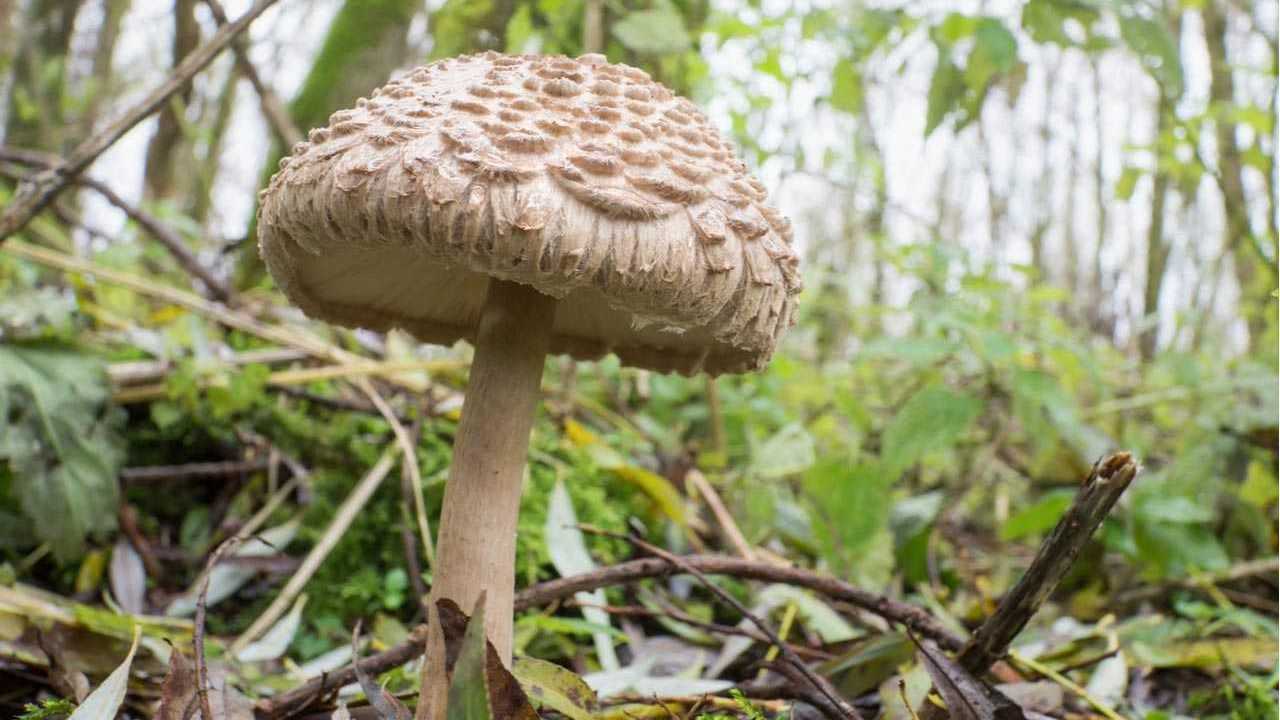 Safranschirmling in der Nahaufnahme