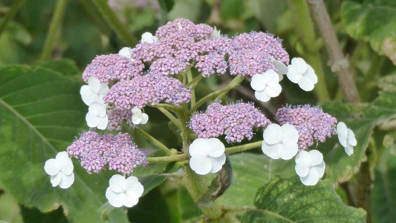 Samt Hortensie im Garten