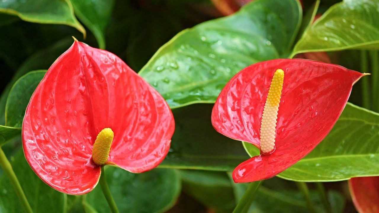 Die Flamingoblume ist auch im Winter in verschiedenen Farbtönen von Rot, Rosa, Orange aber auch Grün und Weiß erhältlich.