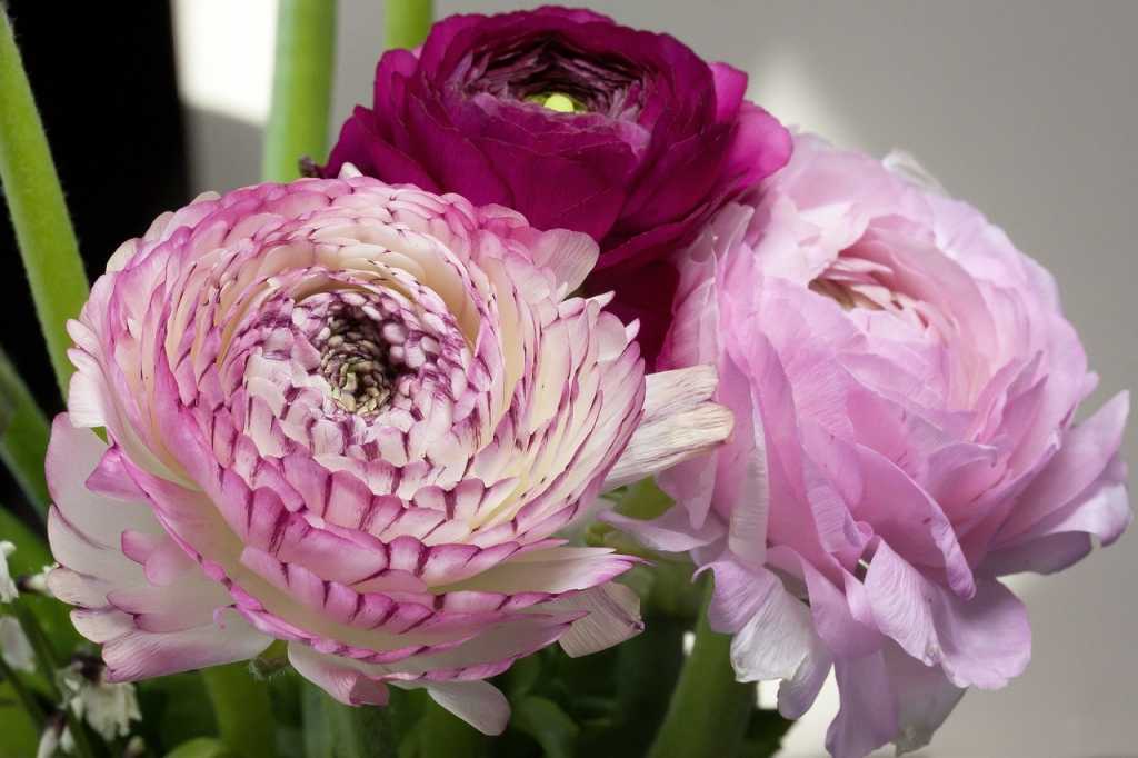 Die Ranunkel überzeugt als Schnittblume durch ihren prächtigen Blütenstand.