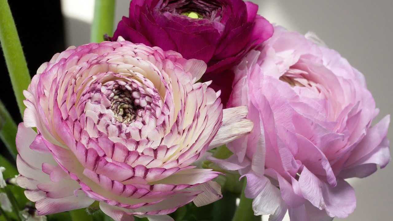 Die Ranunkel überzeugt als Schnittblume durch ihren prächtigen Blütenstand.