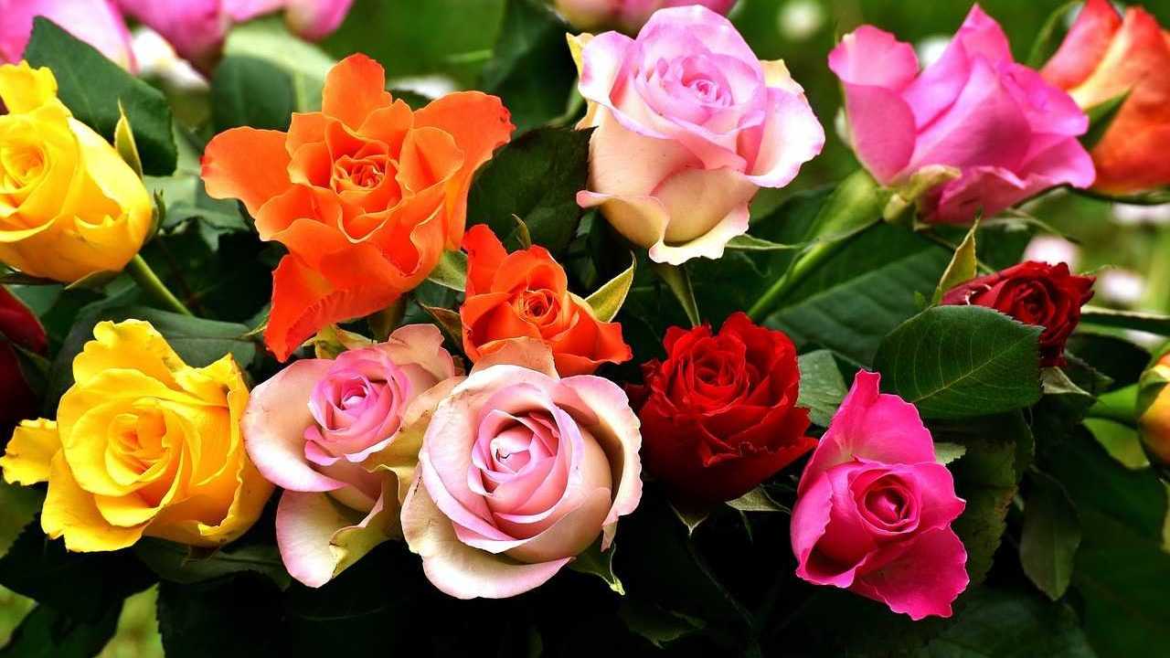 Verschiedene Blumen im Garten