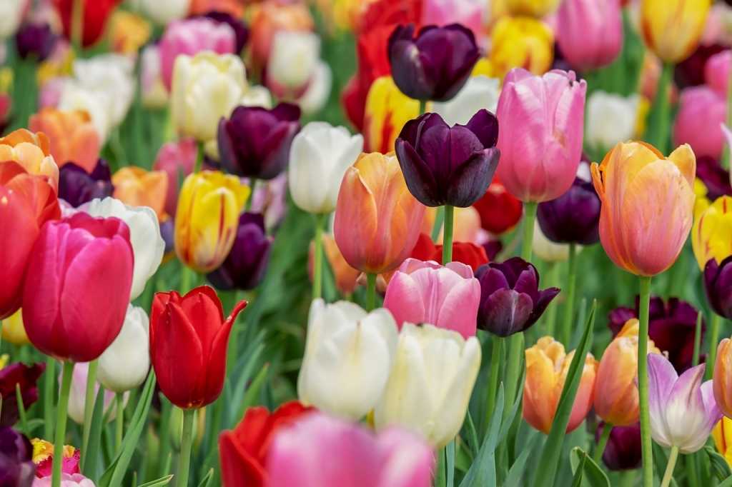 Tulpen sind pflegeleichte Schnittblumen und im Winter gut erhältlich.