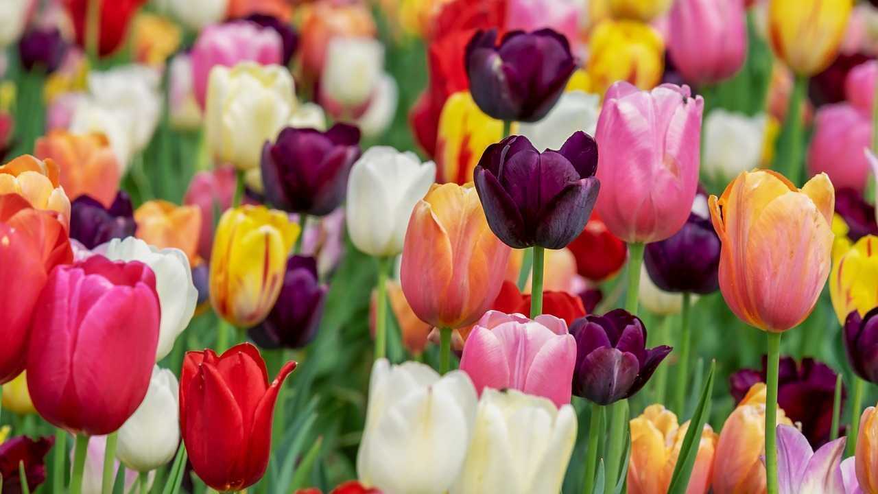 Tulpen sind pflegeleichte Schnittblumen und im Winter gut erhältlich.