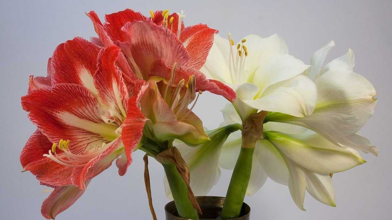 Die Blütenpracht von Amaryllis bringt als Schnittblume Farbe ins Haus.