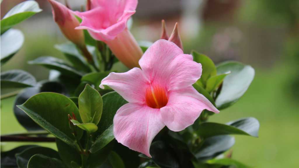Die Dipladenia ist auch als Mandevilla bekannt.
