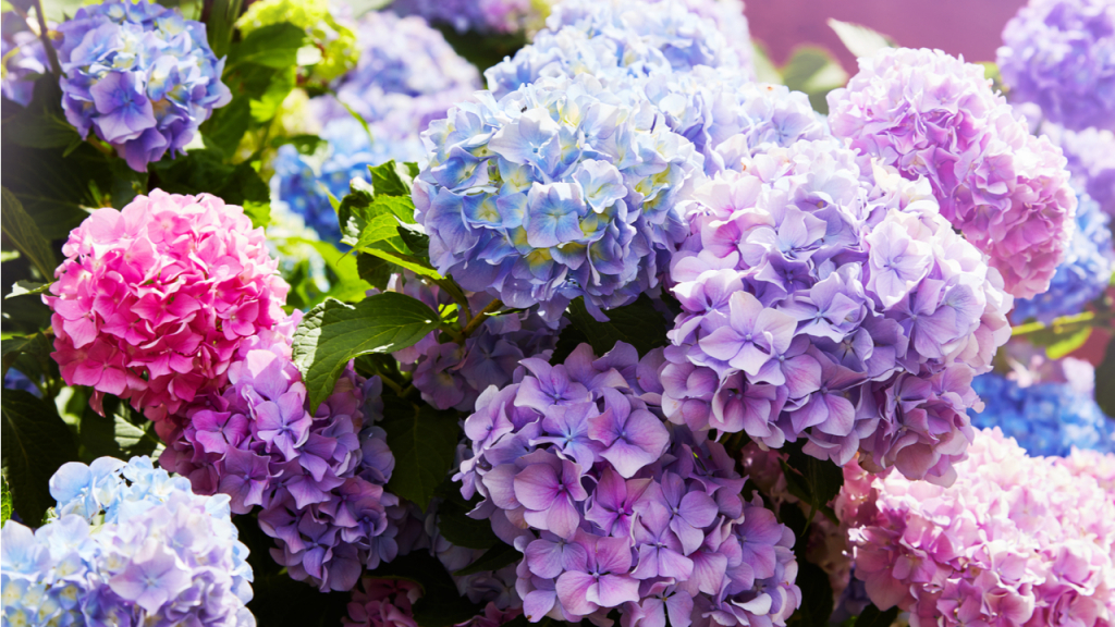 Die Farbe der pflegeleichten Hortensie hängt von der Beschaffenheit des Bodens ab.