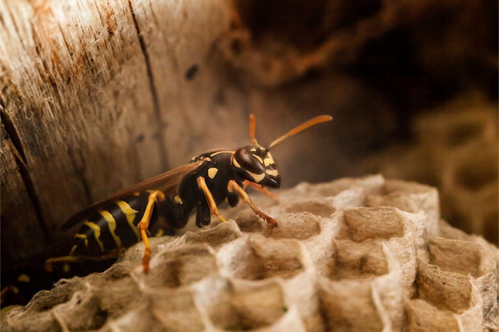Da die Tiere wegen Umweltschutz nicht getötet werden dürfen, müssen sie umgesiedelt werden.