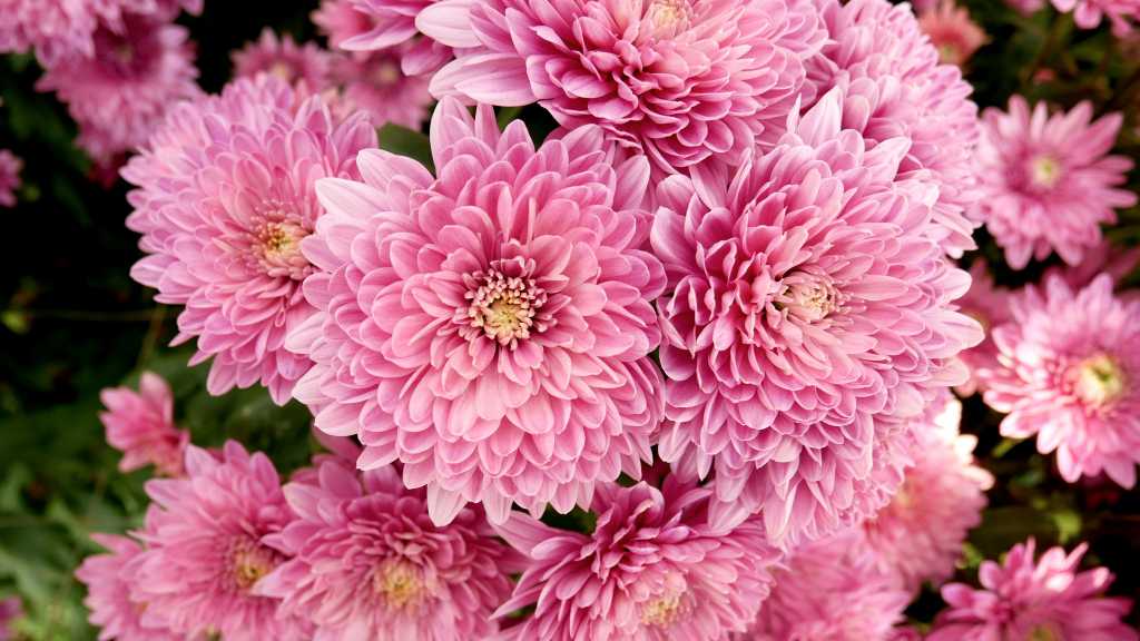 Die Chrysanthemen können in den Farben wie rosa, orange auftreten.