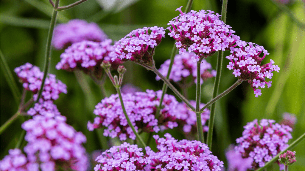 Die Gattung des Echten Eisenkrauts (Verbena officinalis) hat eine lange Tradition als Heilpflanze.