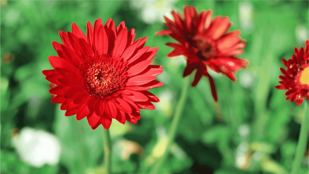 Die Gerbera bildet Blüten in den Farben Weiß, Orange, Rose, Rot, Gelb, Violett bis hin zu Rot. Mit der richtigen Pflege blüht die Gerbera von Mai bis September.