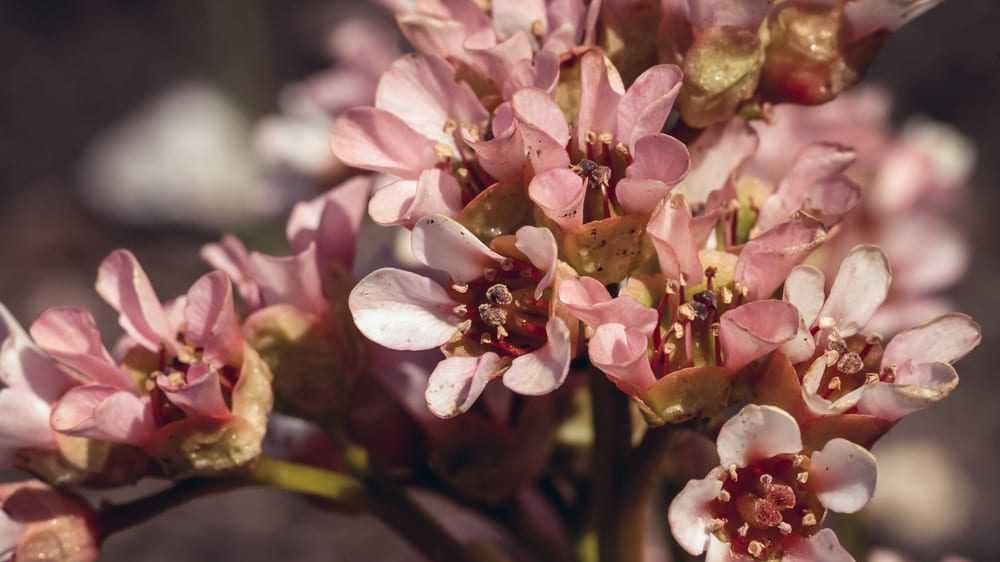 Eine Bergenie Blüte