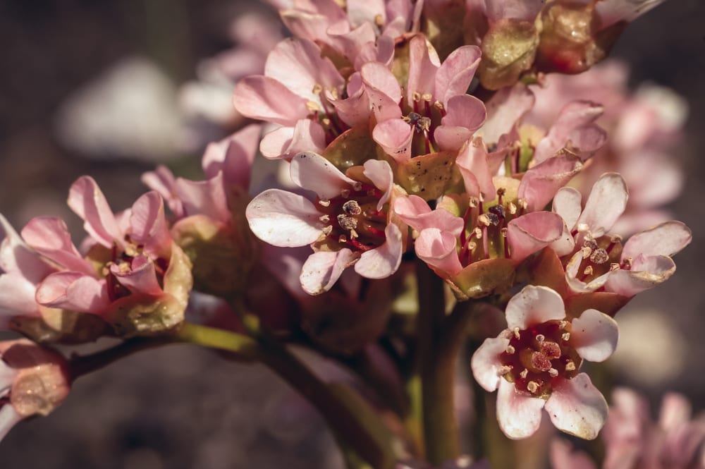 Eine Bergenie Blüte